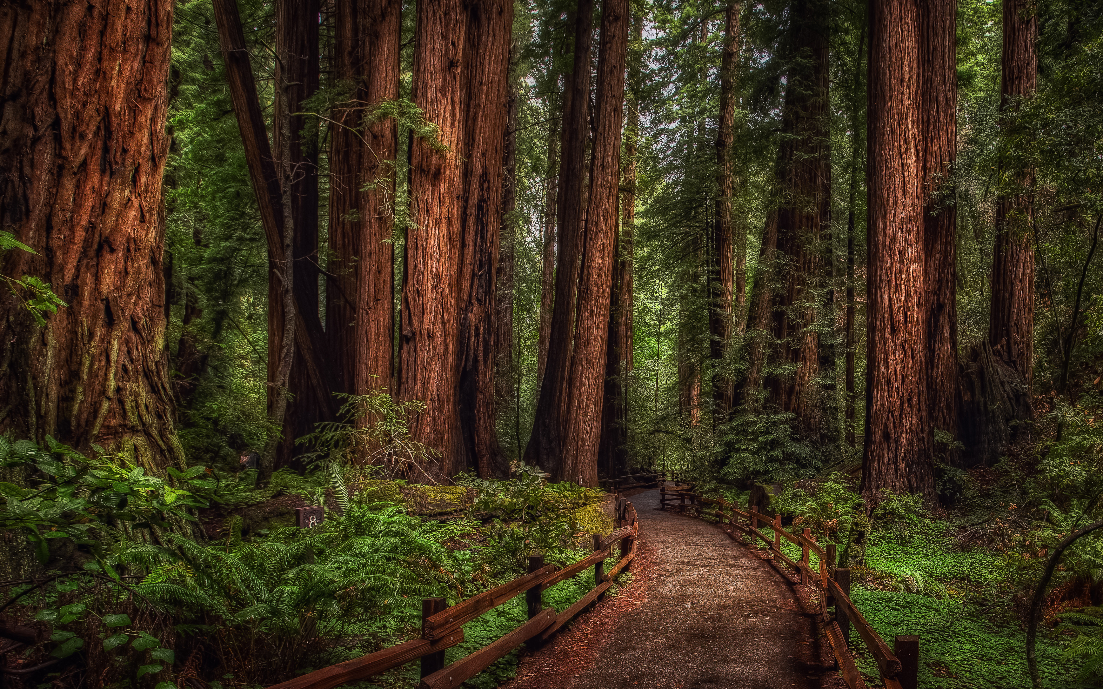 Woods Wallpaper WallpaperSafari Woods Wallpaper WallpaperSafari