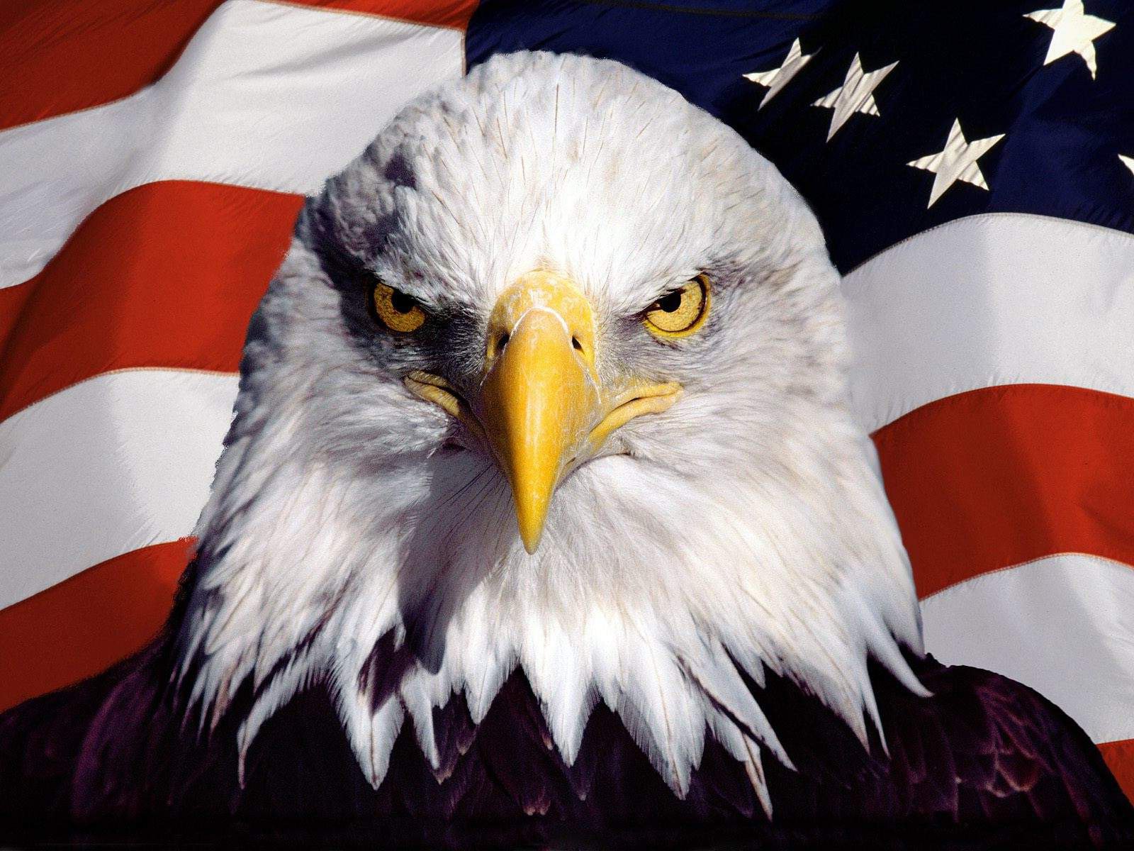 Bald Eagle American Flag Stock Photos, Pictures & Royalty 