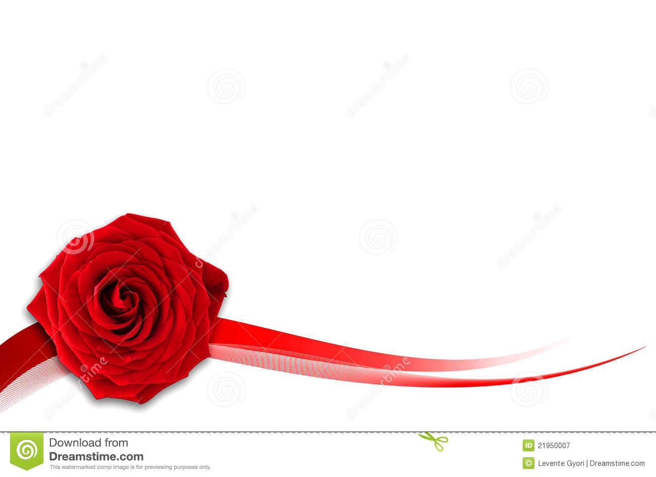Red Rose With White Background - WallpaperSafari