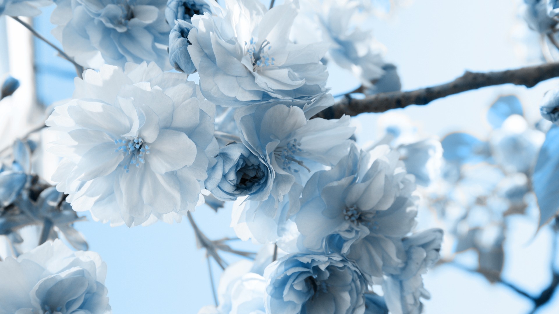Blue Wallpaper with White Flowers - WallpaperSafari