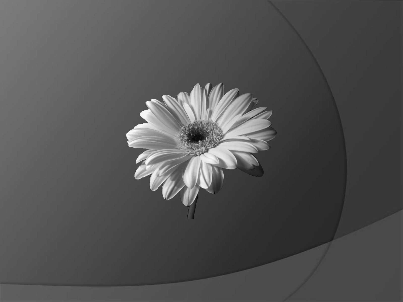Widescreen Desktop Wallpaper Dark Flower - WallpaperSafari