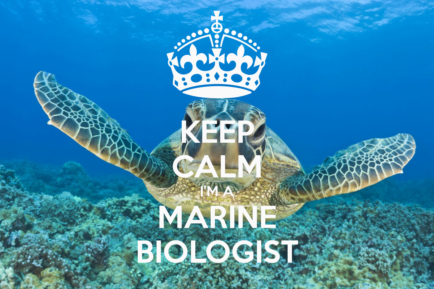 Marine Biology Wallpaper - WallpaperSafari