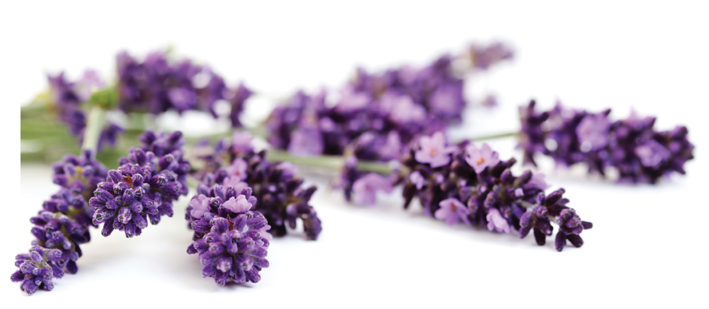 free clip art lavender flower - photo #38