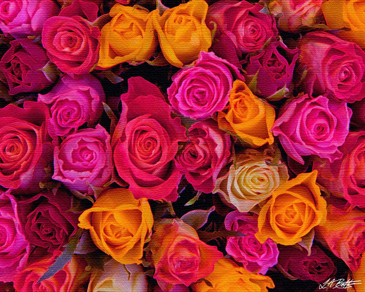 Roses Wallpaper Pics for Screen - WallpaperSafari