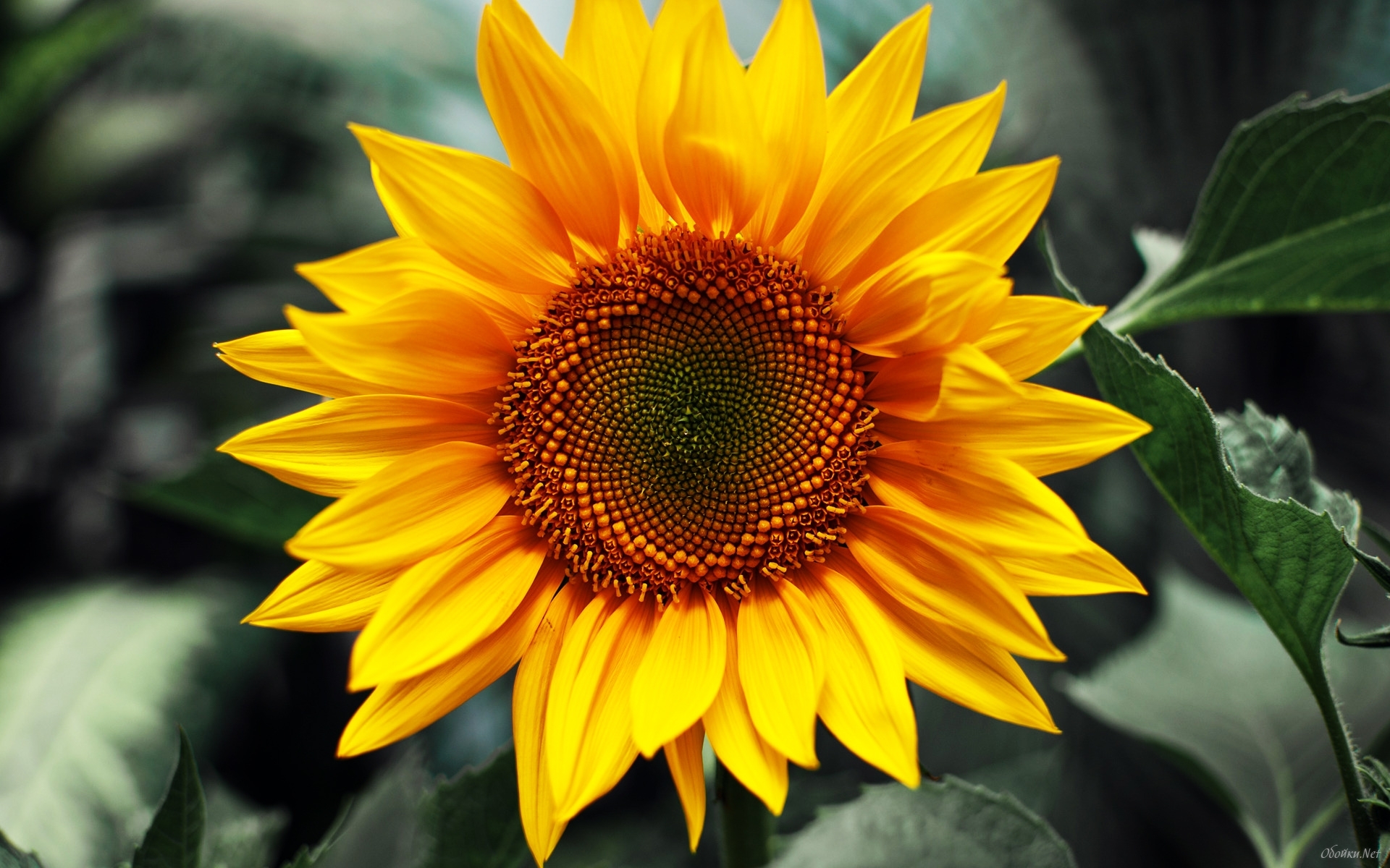 HD Sunflower Wallpaper - WallpaperSafari