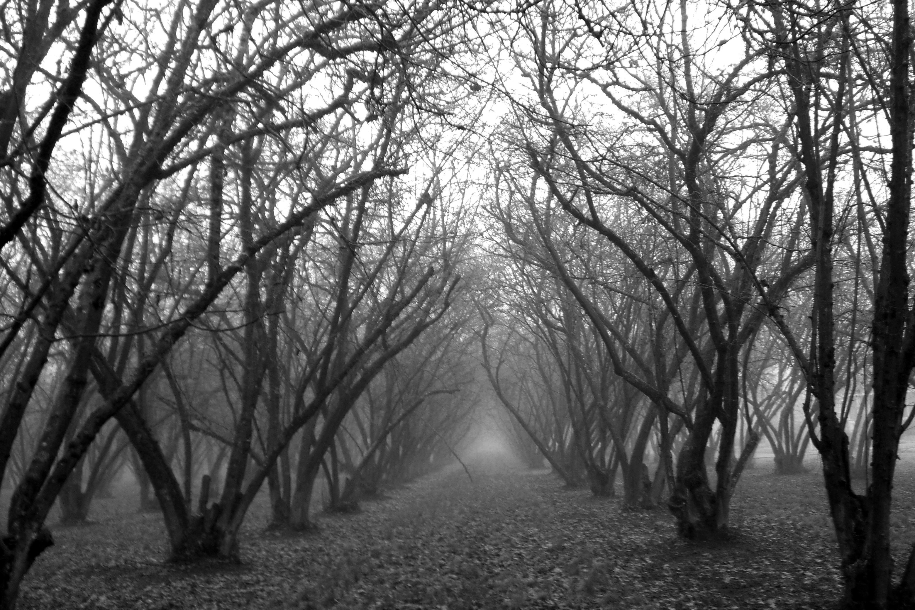 Black And White forest HD Wallpaper | Dark wood wallpaper 