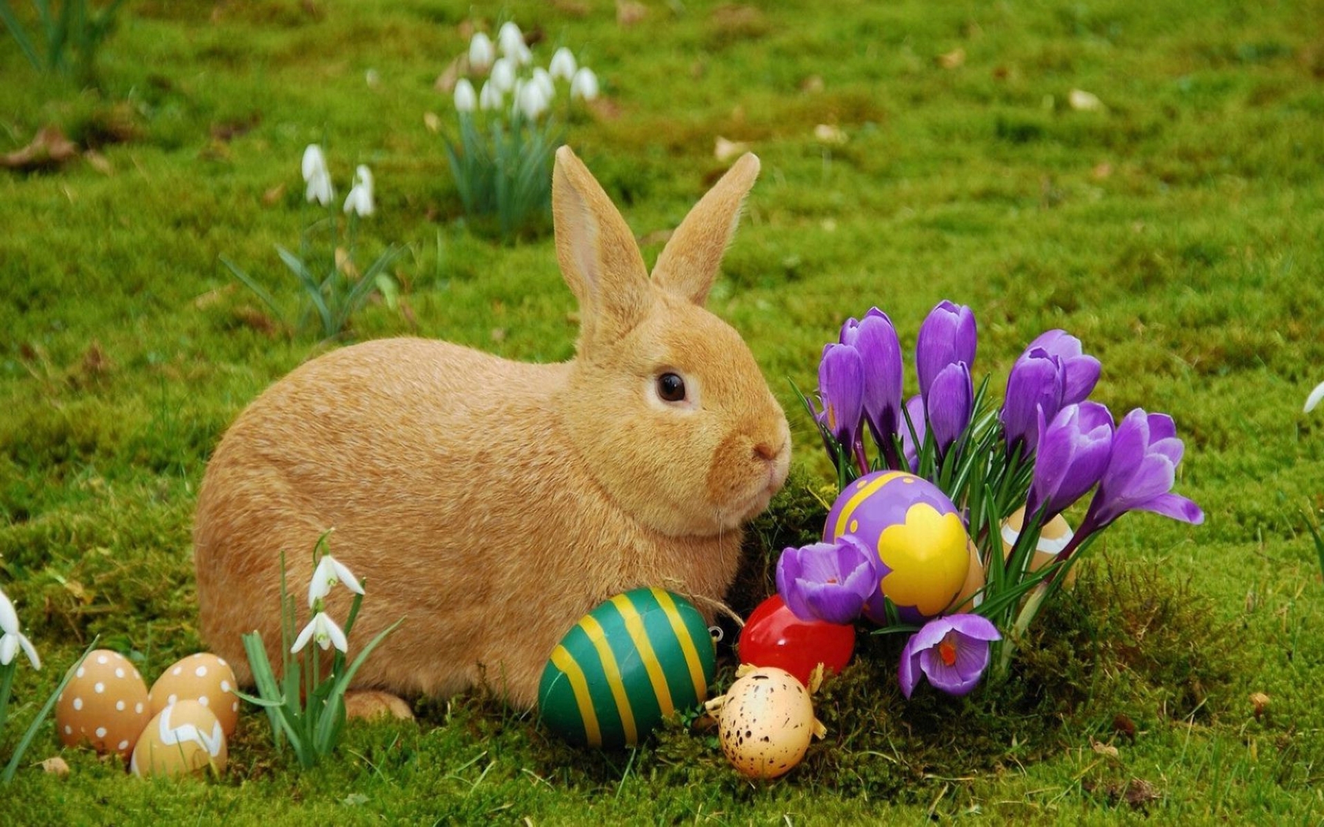Easter Bunny Backgrounds WallpaperSafari