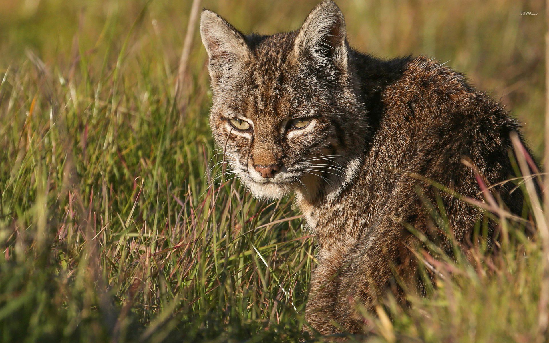 Wildcat Wallpaper - WallpaperSafari