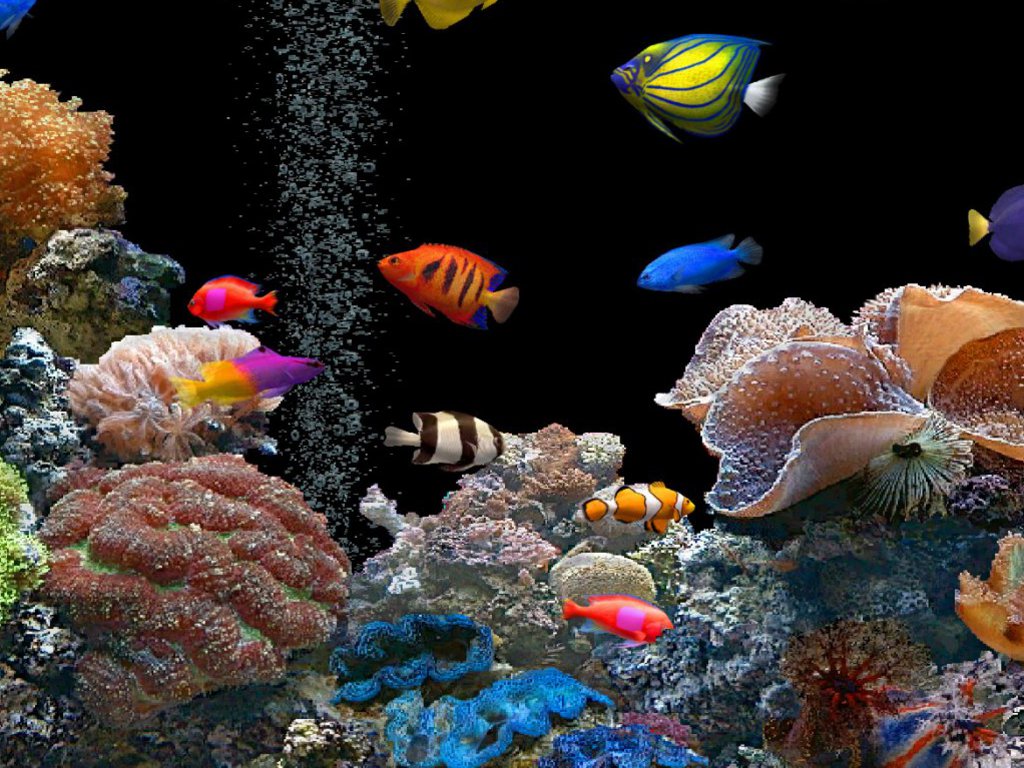 HD Tropical Fish Wallpaper  WallpaperSafari
