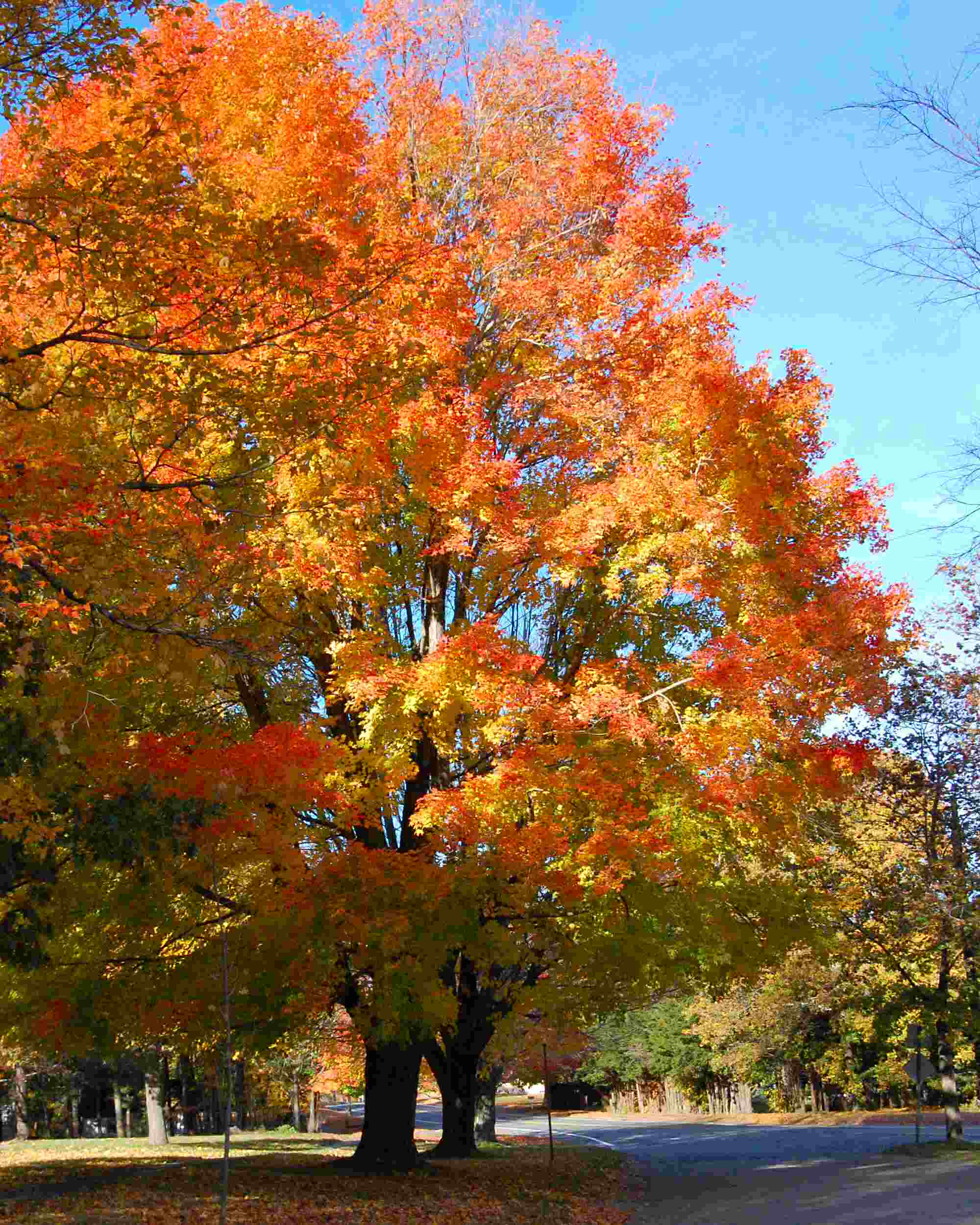 new-england-fall-foliage-wallpaper-wallpapersafari