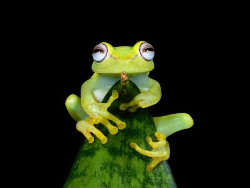 Cute Frog Wallpaper - WallpaperSafari