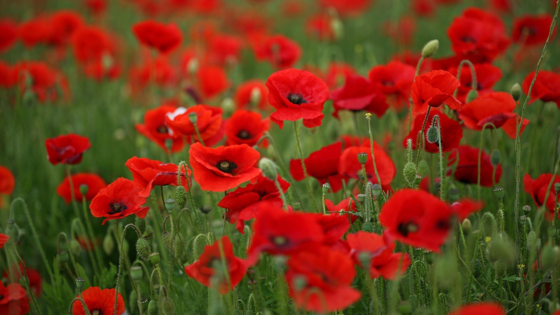 Field of Poppies Wallpaper - WallpaperSafari