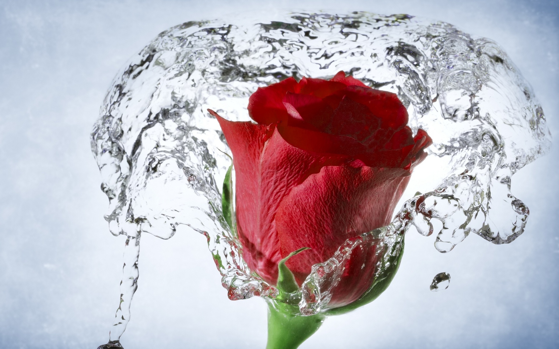 Rose with Water Drops Wallpaper - WallpaperSafari