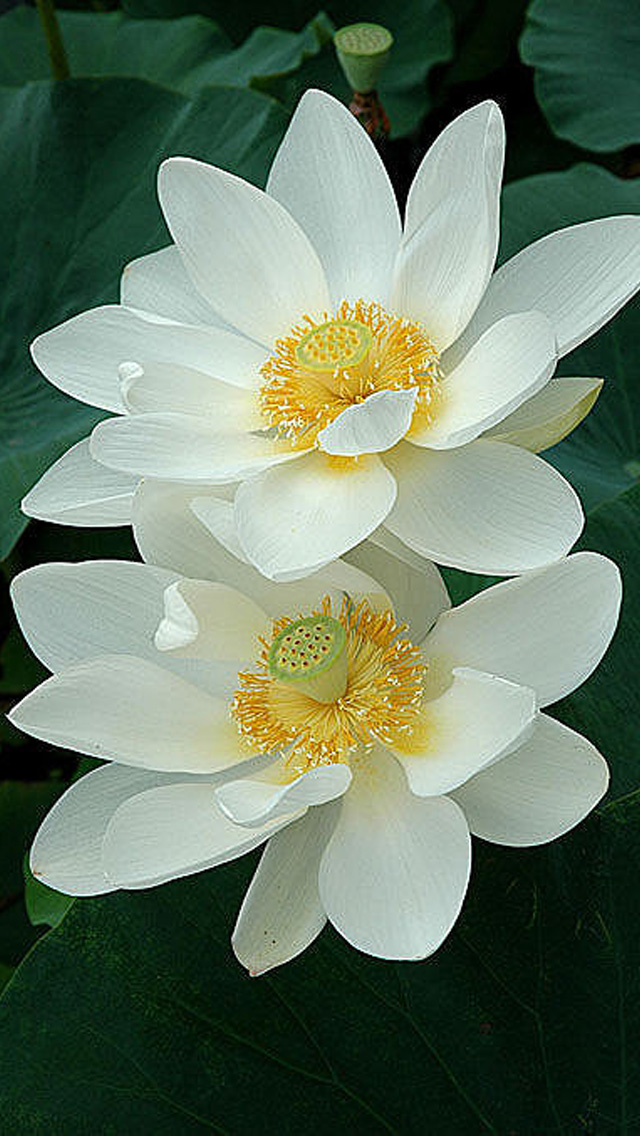 Lotus Flower iPhone Wallpaper - WallpaperSafari
