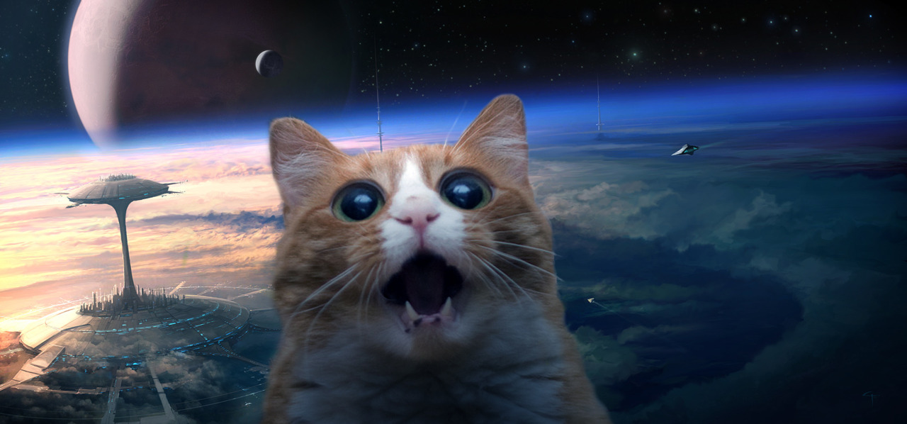 Space Cat Wallpaper - WallpaperSafari