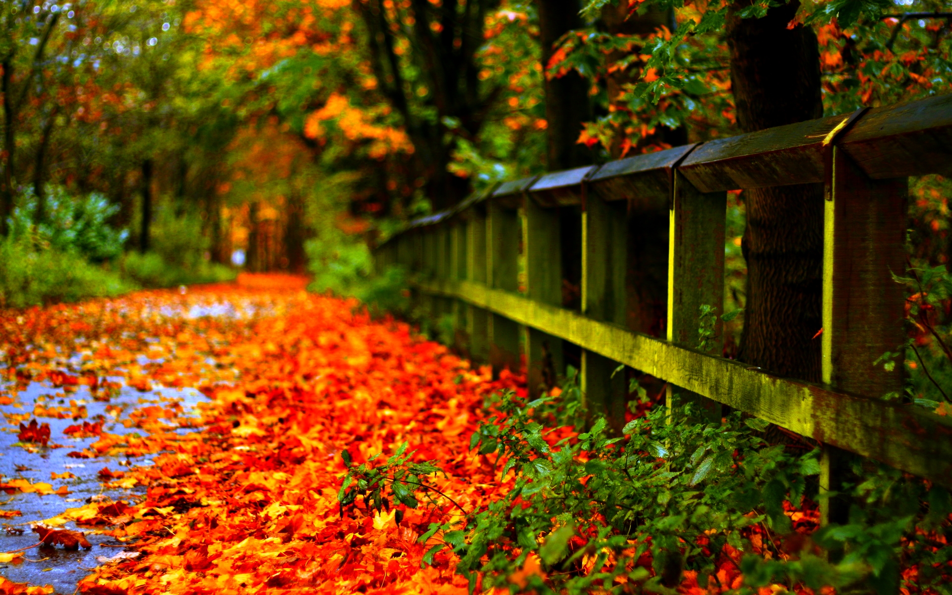 Hd Fall Leaves Wallpaper Wallpapersafari 