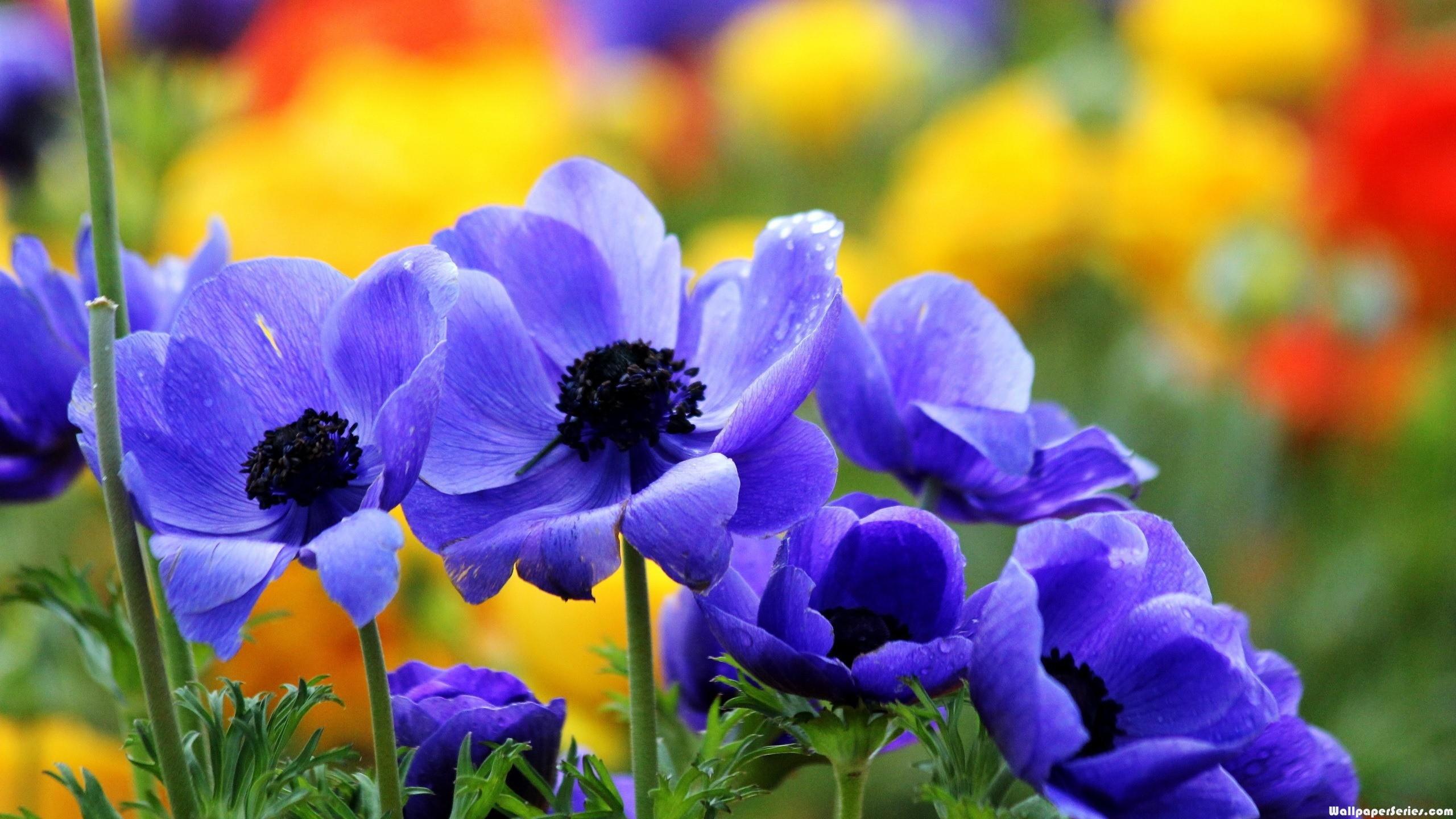Full Screen Flower Wallpaper WallpaperSafari