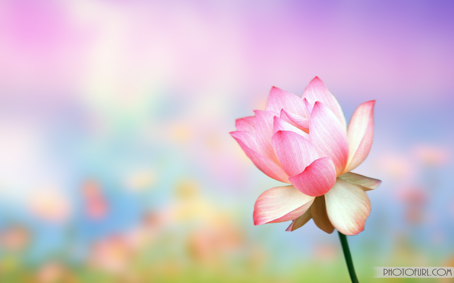 Animated Flowers Wallpapers - WallpaperSafari