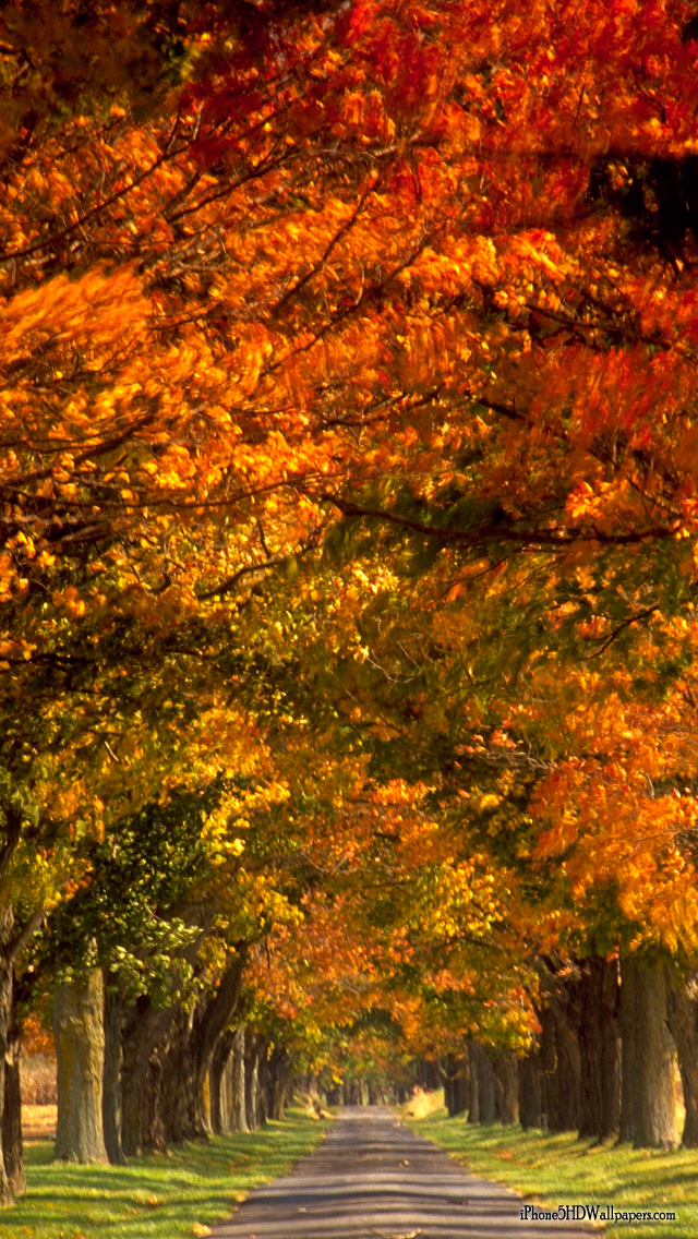 Fall Wallpaper for iPhone 5 - WallpaperSafari