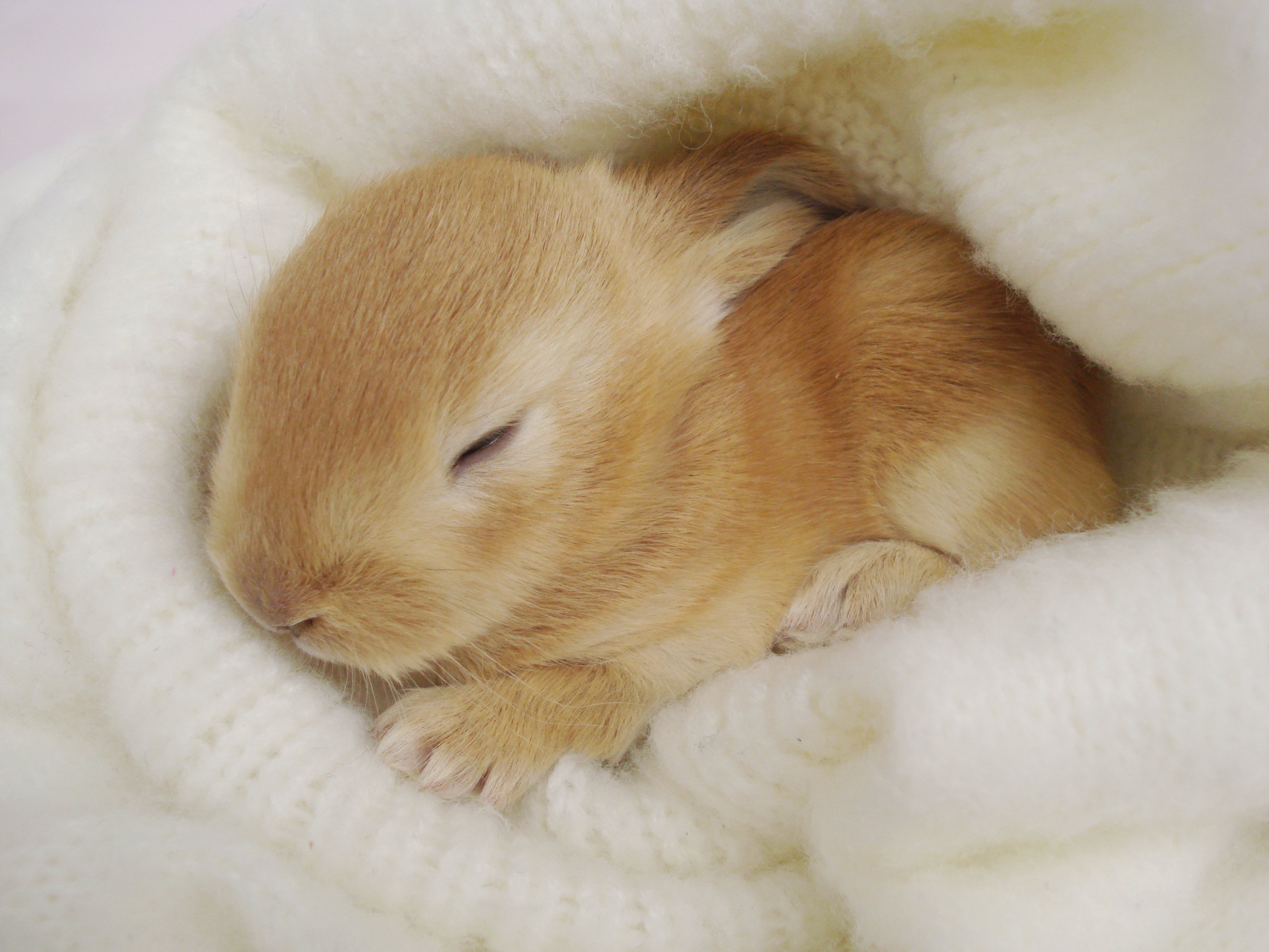 baby-rabbit-wallpaper-wallpapersafari