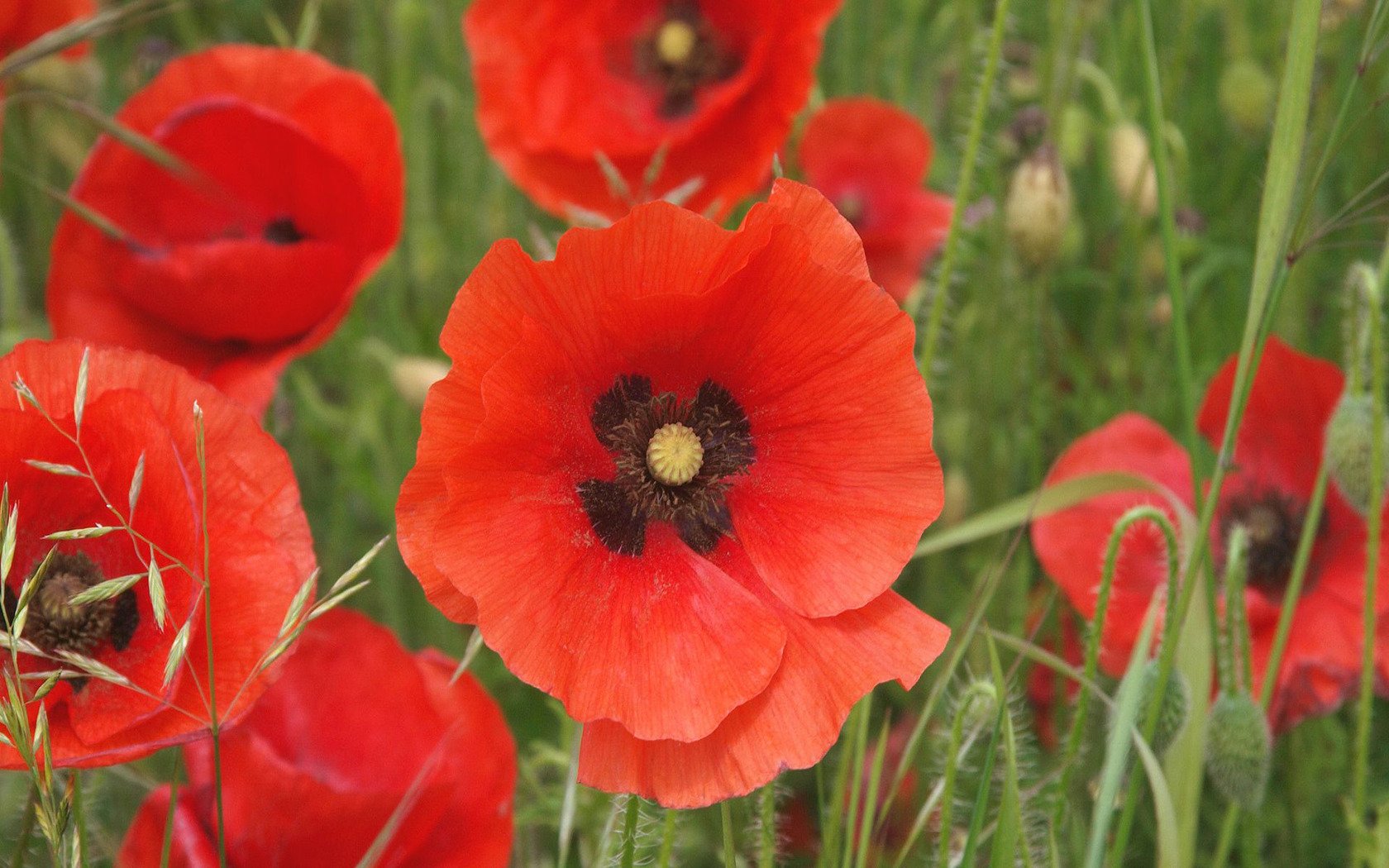 Red Poppies Wallpaper - WallpaperSafari