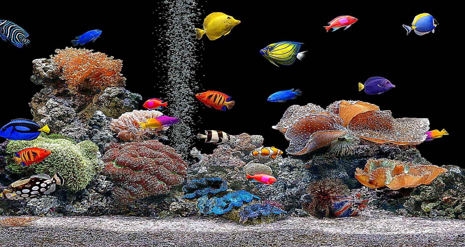 Free 3D Fish Tank Wallpaper - WallpaperSafari