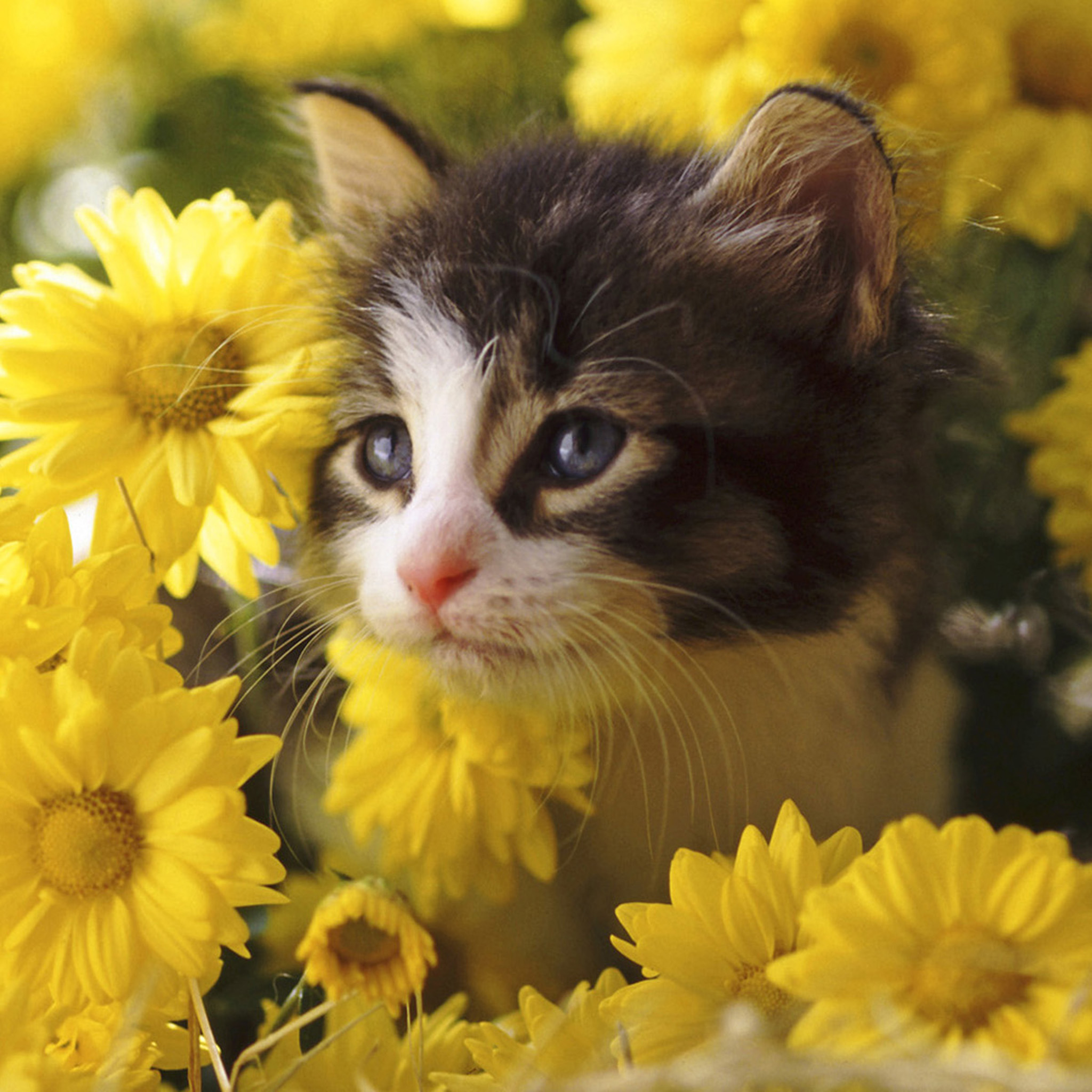 Cute Cat Wallpaper for iPad - WallpaperSafari