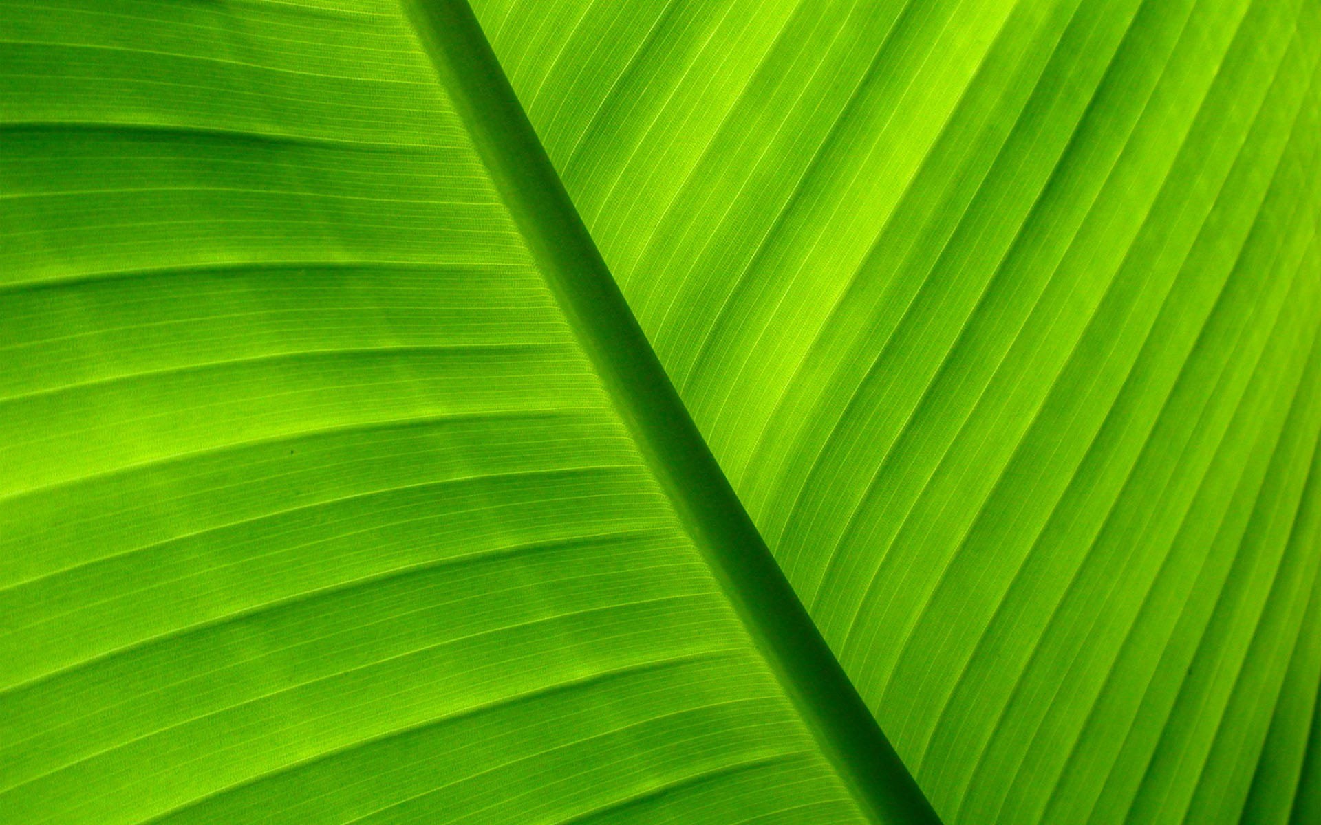 Palm Leaf Wallpaper - WallpaperSafari