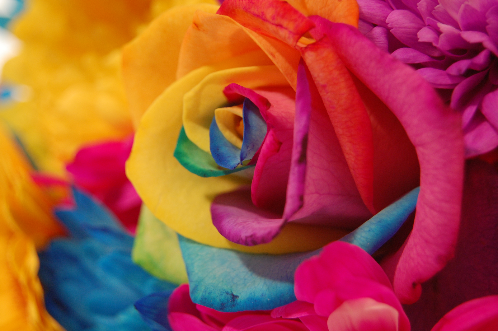 Rainbow Flower Wallpaper - WallpaperSafari