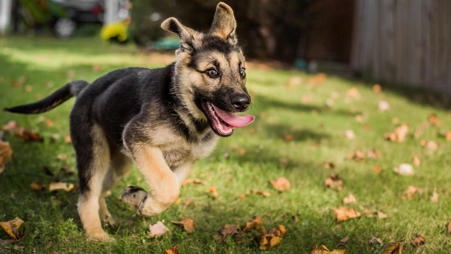 Baby German Shepherd Wallpaper - WallpaperSafari