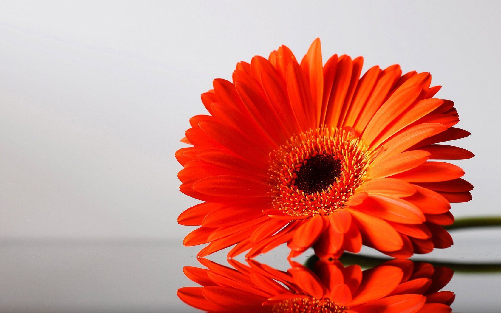 Orange Flower Wallpaper Wallpapersafari 20 Orange Flower Wallpapers