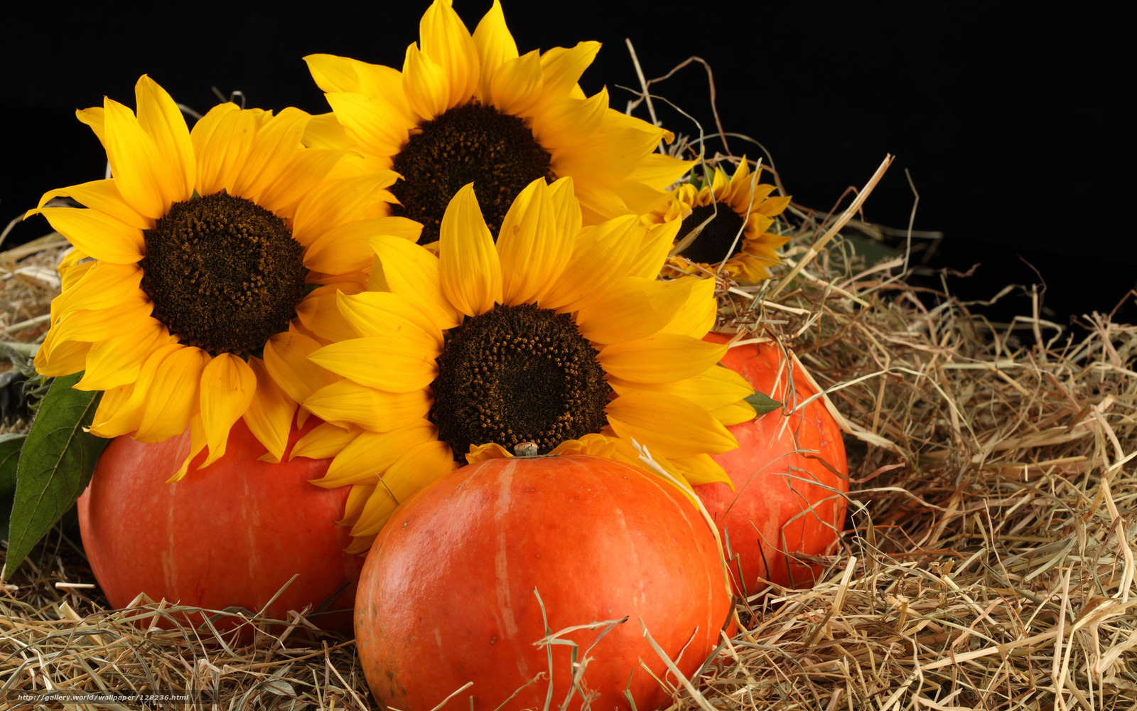 Free Pumpkin Wallpaper WallpaperSafari