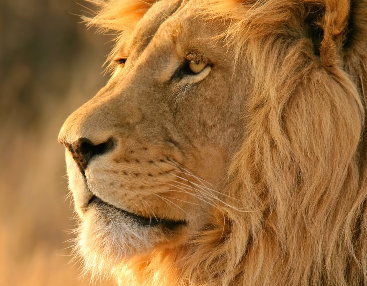 3. African Lion Safari Coupons - Save $8 with Promo Code - wide 9