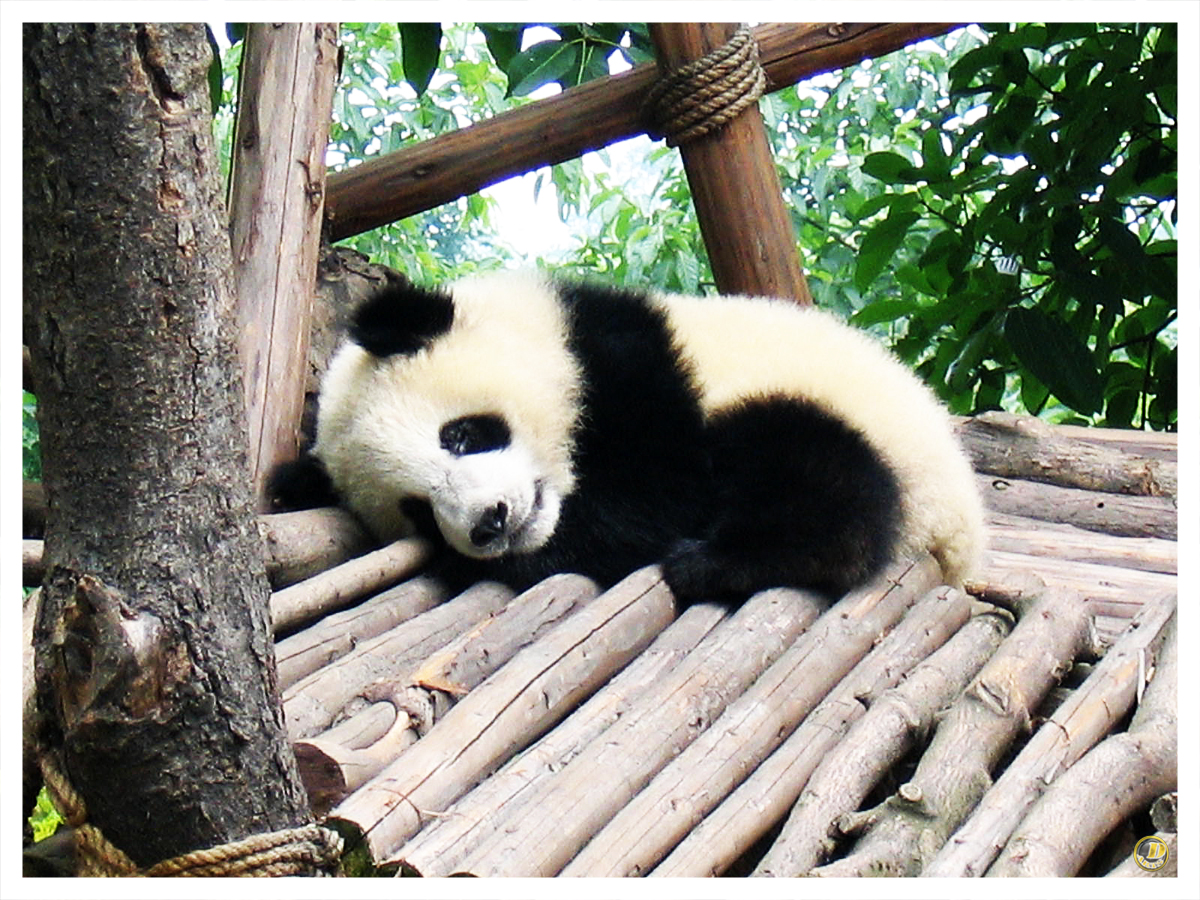 Image result for cute baby panda