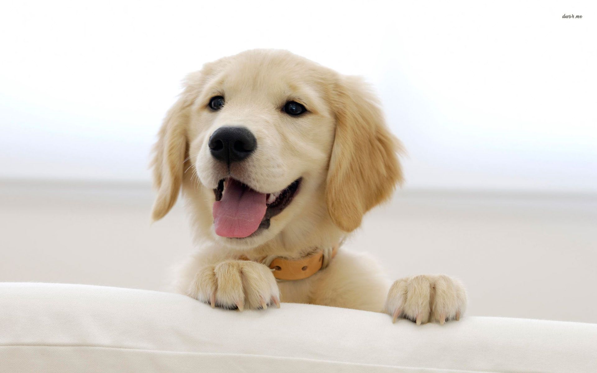 Free Golden Retriever Puppy Wallpaper - WallpaperSafari