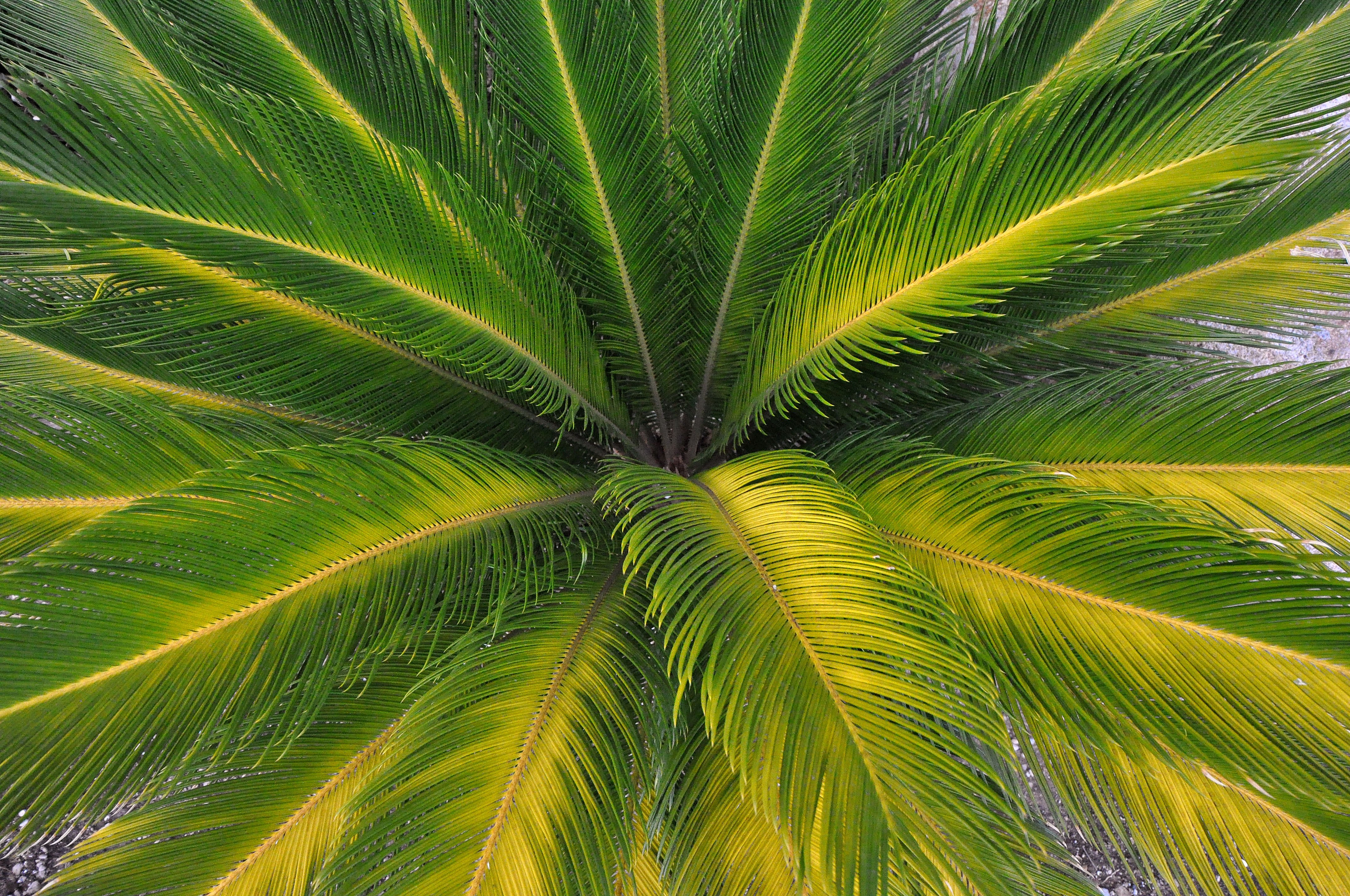 Palm Frond Wallpaper - WallpaperSafari