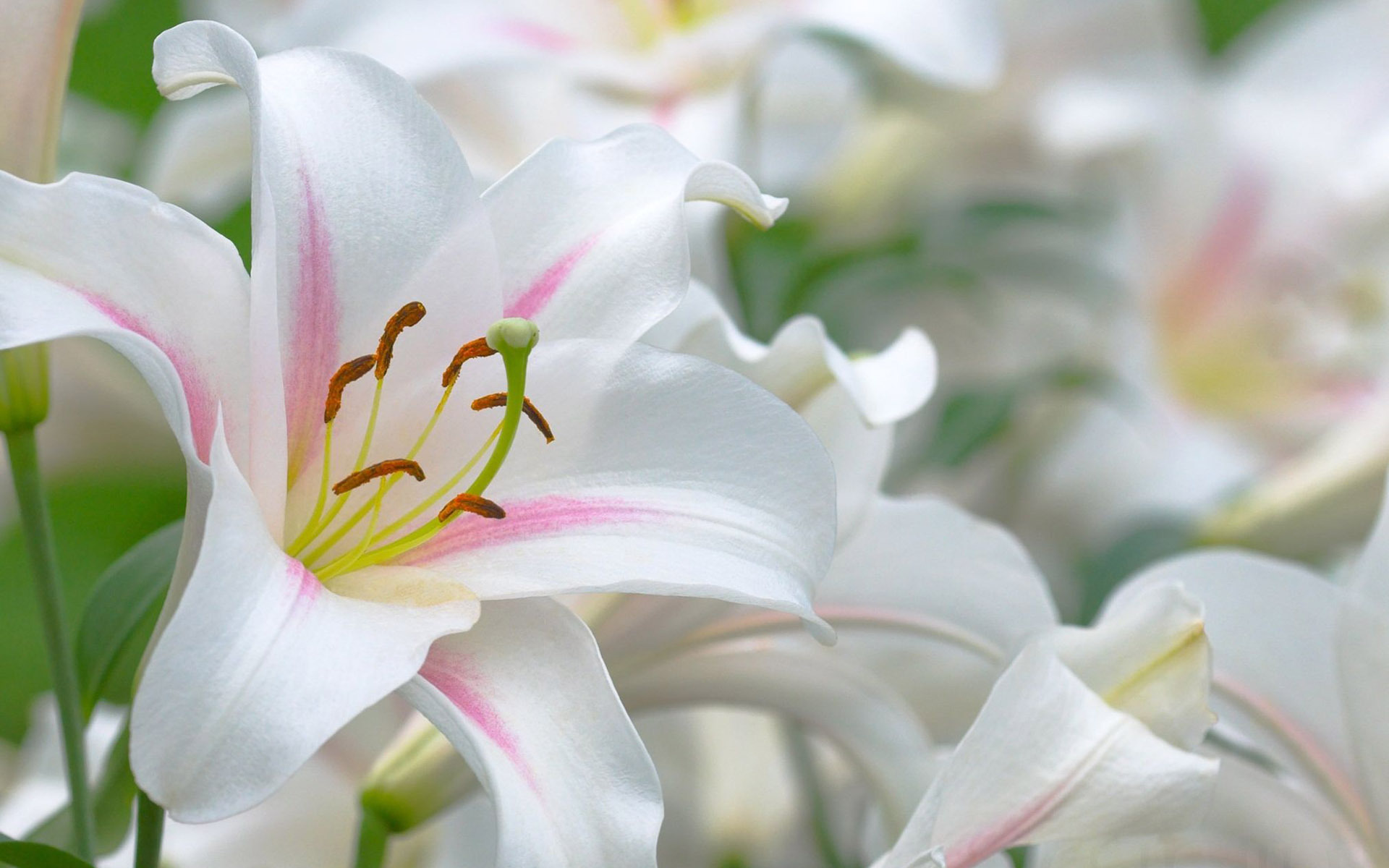 Résultats de recherche d'images pour « white lilies »