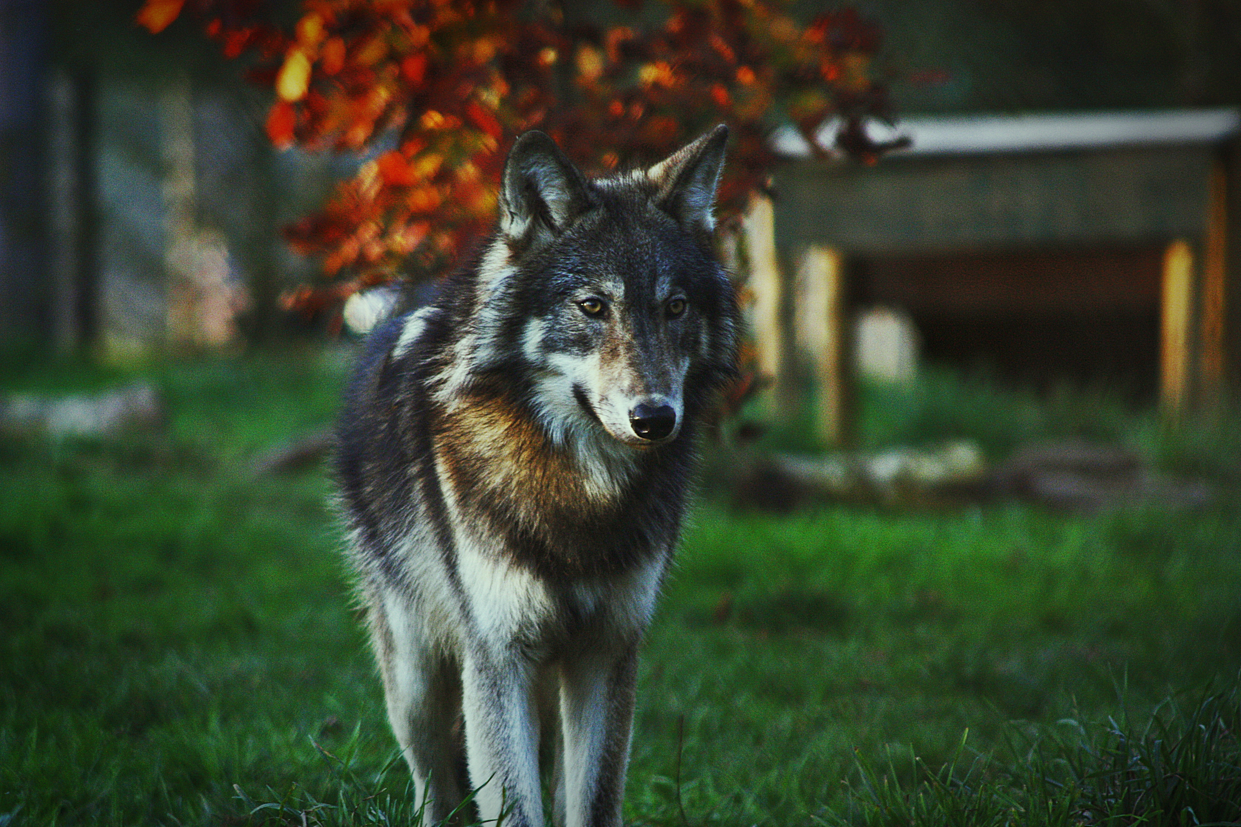 Молодые волки фото