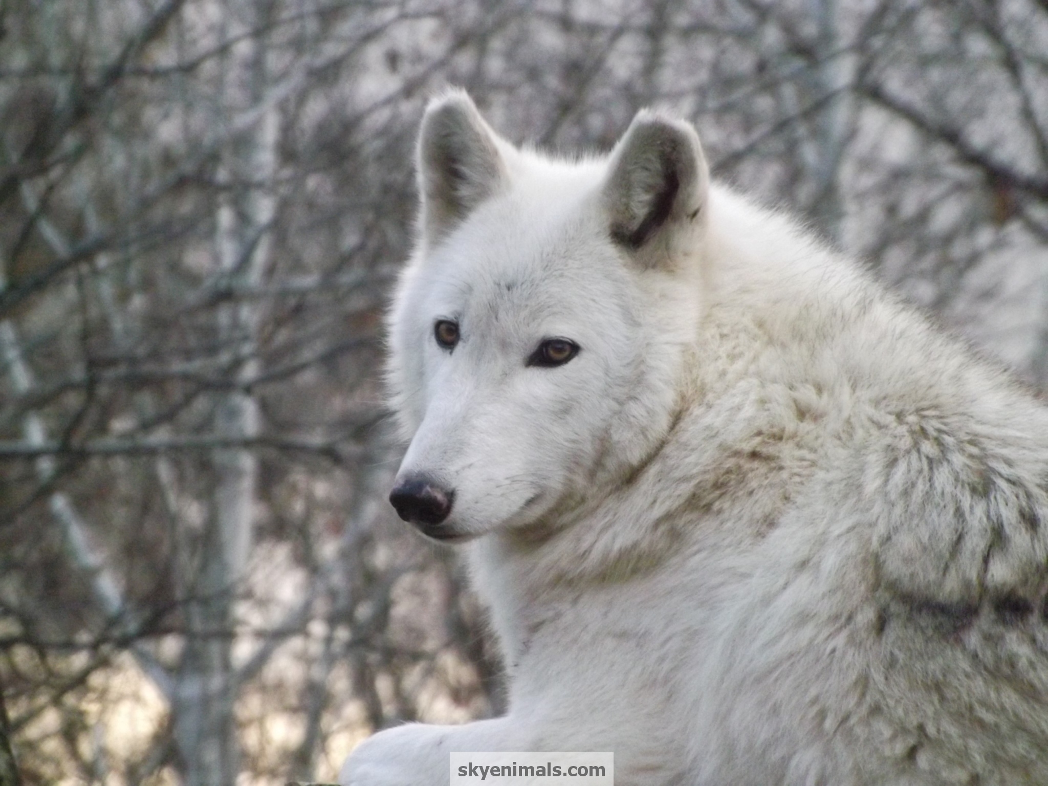 What are some interesting facts about gray wolves?