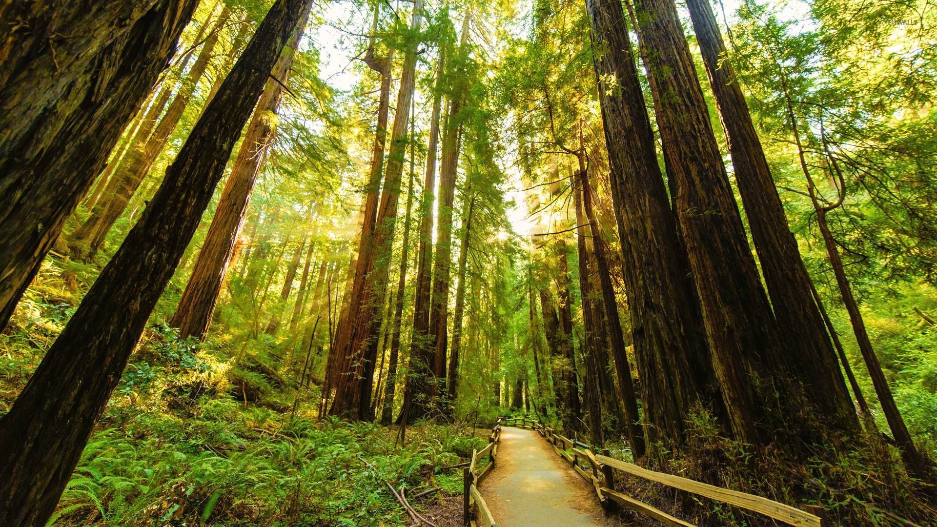 Redwood Trees Wallpaper - WallpaperSafari