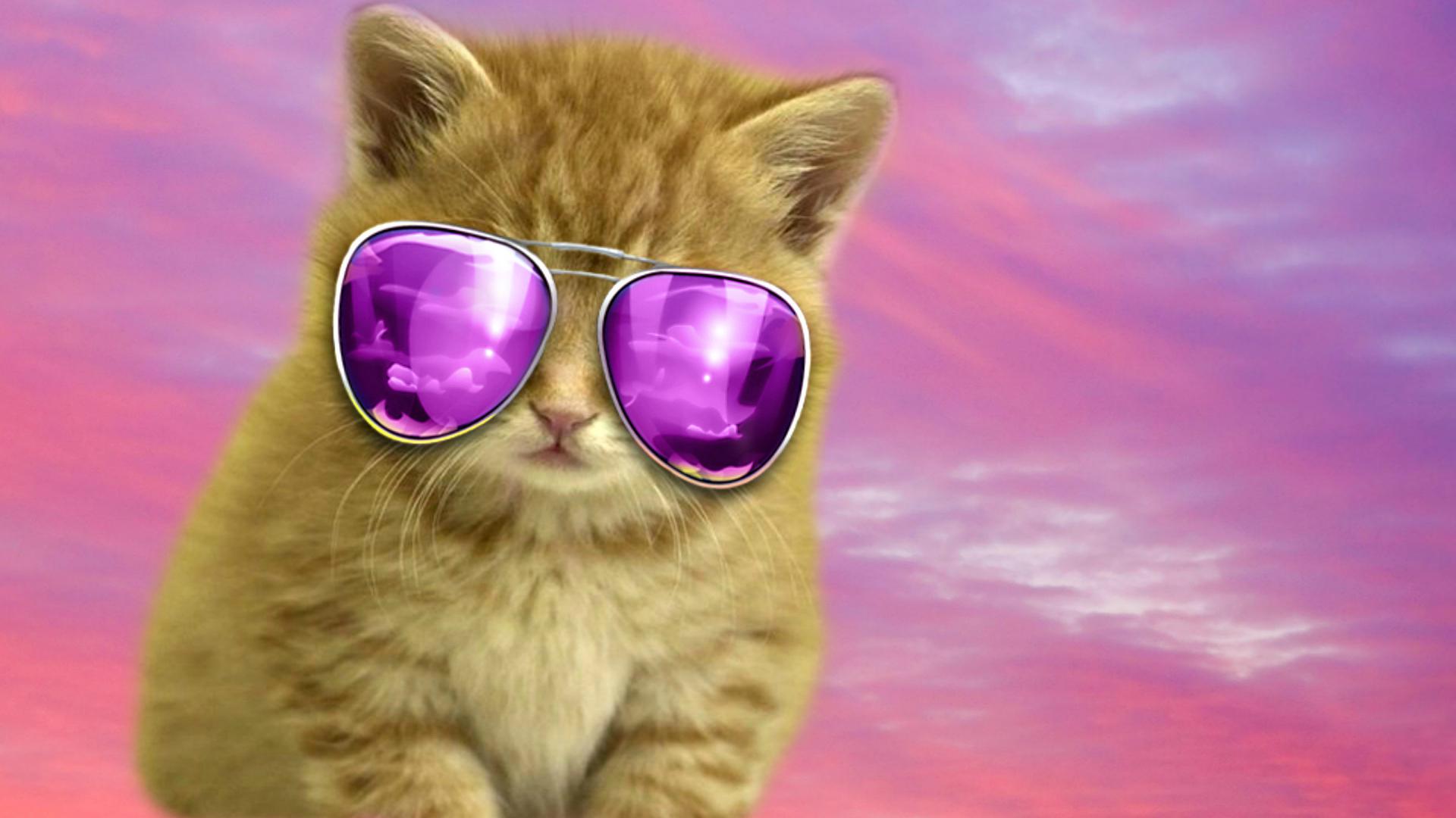 Cool Cat HD Wallpaper - WallpaperSafari