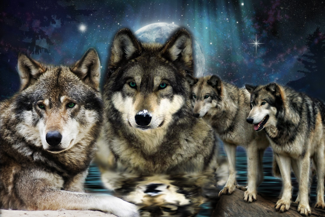 Nevada Wolf Pack Wallpaper Wallpapersafari