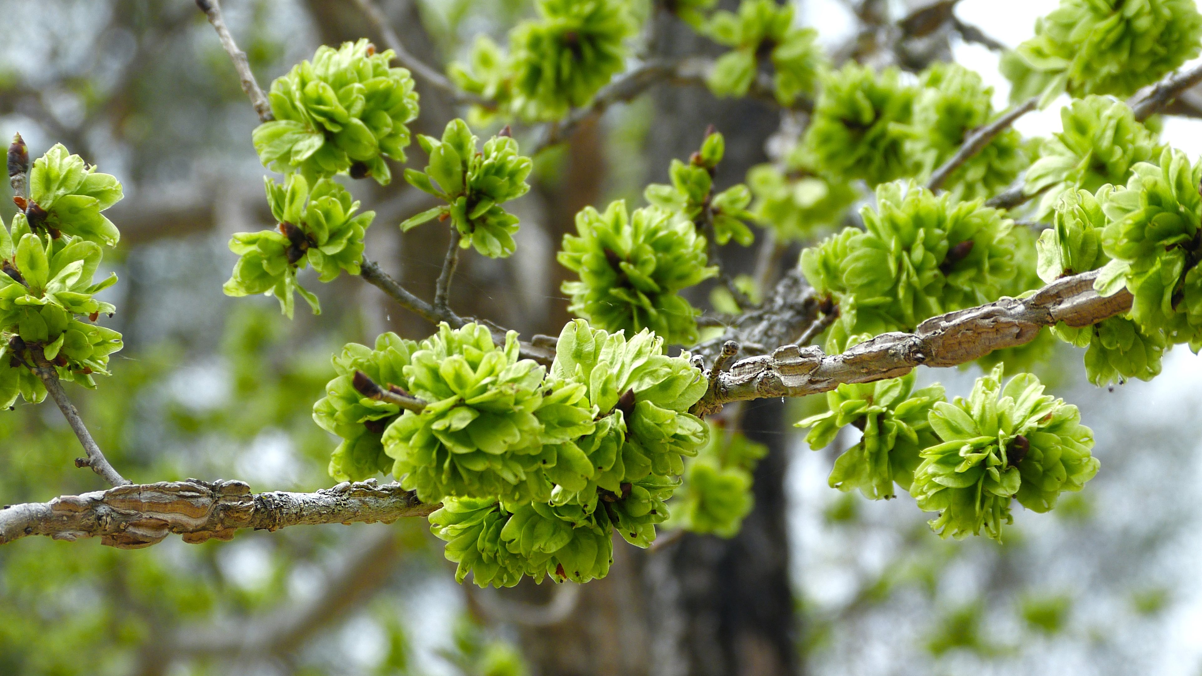 Nature Green Ultra Hd 4K Wallpaper - Step into peaceful woods, towering