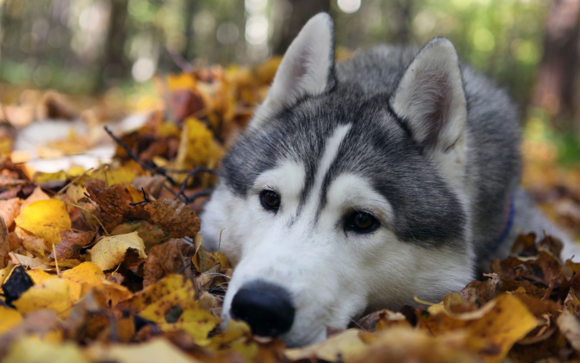 落ち葉とシベリアンハスキー スマホの待ち受け画面やpcの壁紙に使える秋の無料画像 Naver まとめ