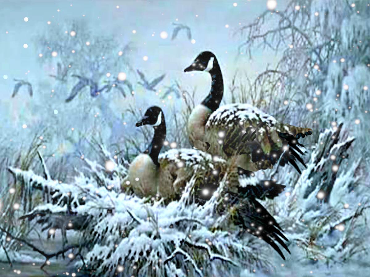 Snow Geese Wallpaper - WallpaperSafari1200 x 900