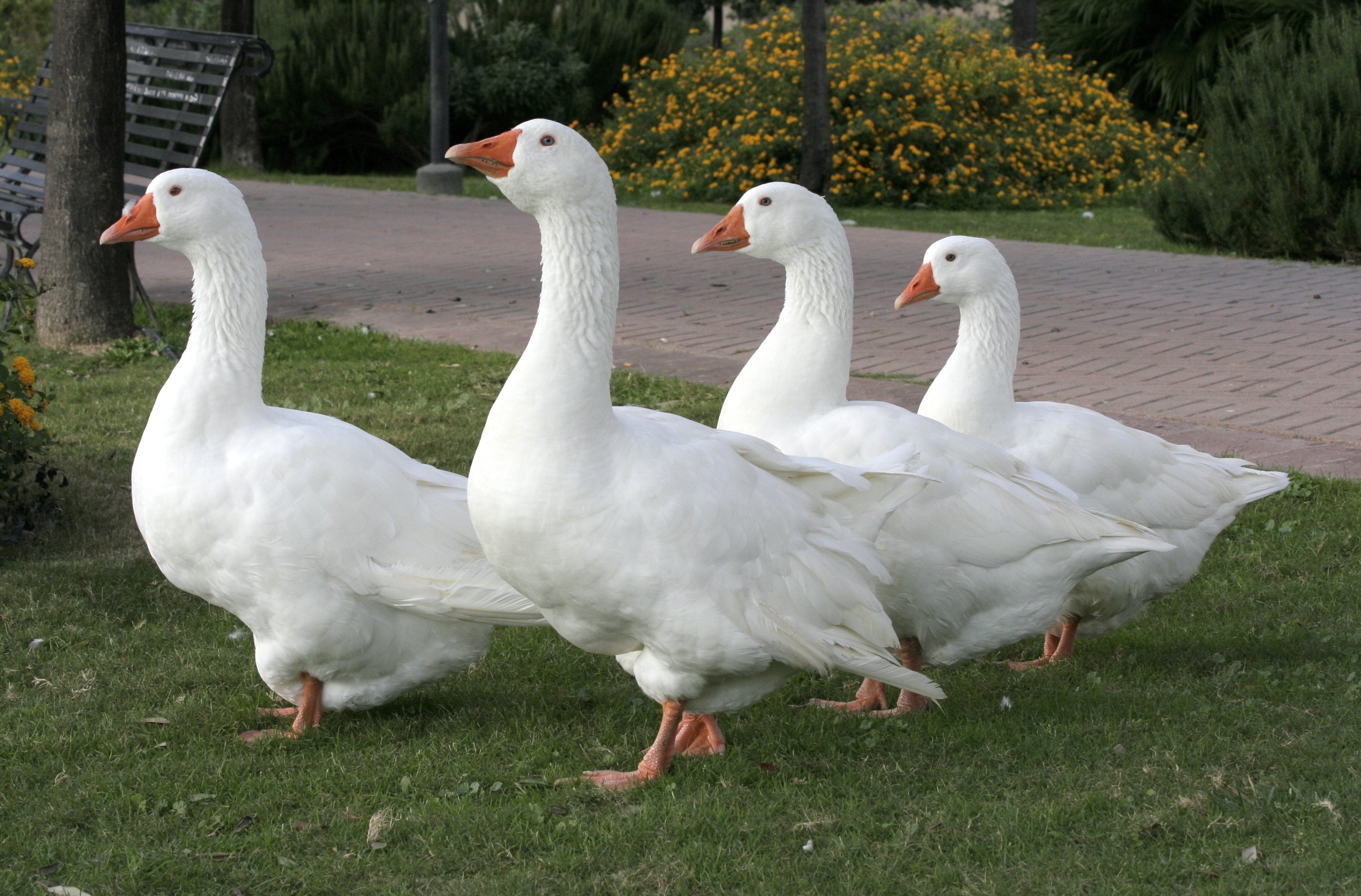 destop goose