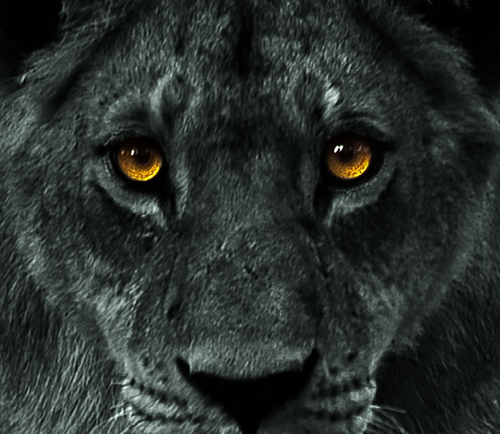 Black Lion HD Wallpaper - WallpaperSafari