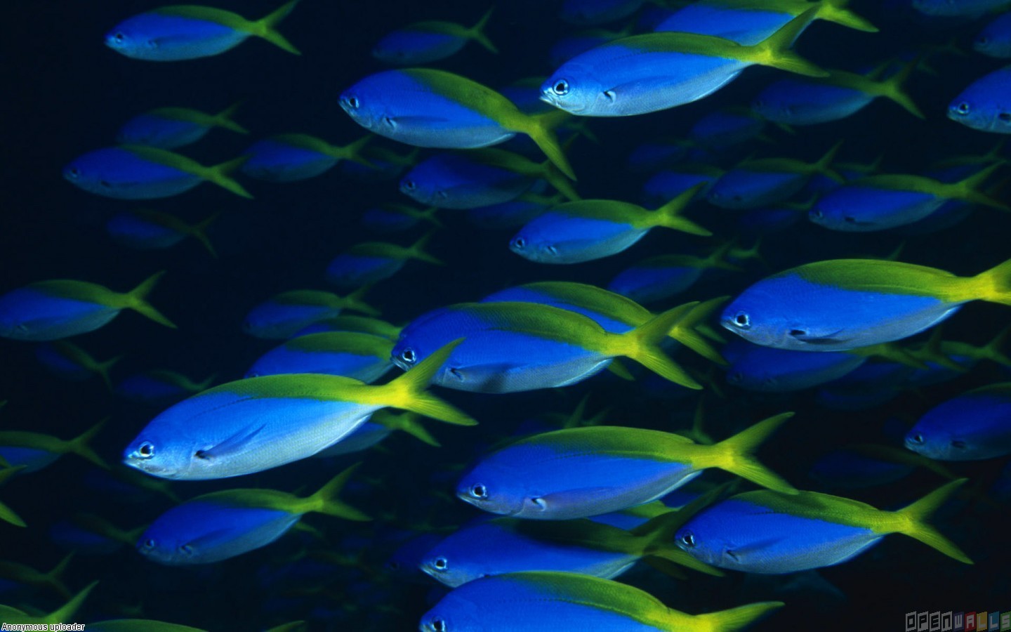 Blue Ocean Wallpaper with Fish - WallpaperSafari