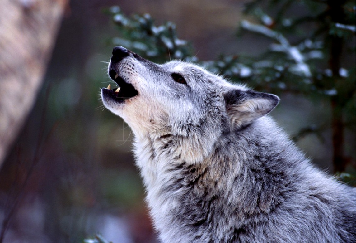 Howling Wolf Wallpaper WallpaperSafari