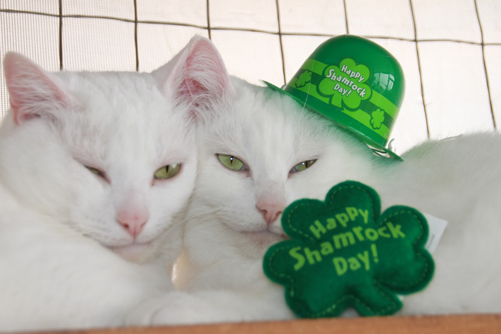 St Patrick's Day Cat Wallpaper - WallpaperSafari